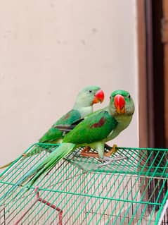Active Raw parrots