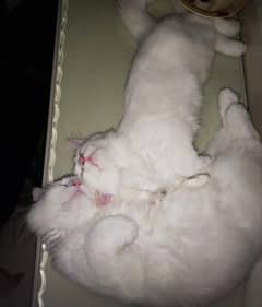 3 month female male 2 months 15 days ,