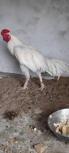 Heera Male for Sale