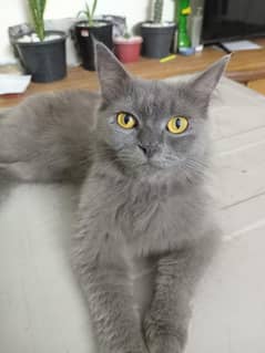 British female cat