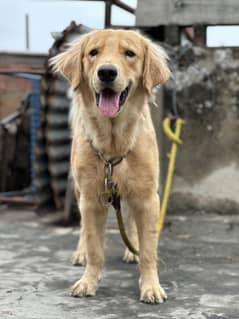 golden retriever male