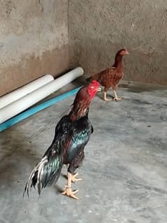 Aseel lasani mushka eggs.