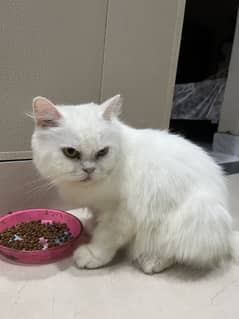 White Triple Cotted Persian Female Cat