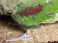 Raw parrot
