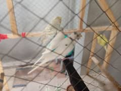Beautiful Red Eyes Pair Australian Parrot