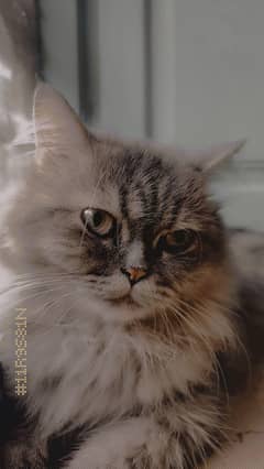 Persian Cat / Punch Face For Sale