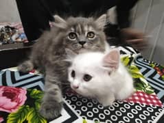 persian