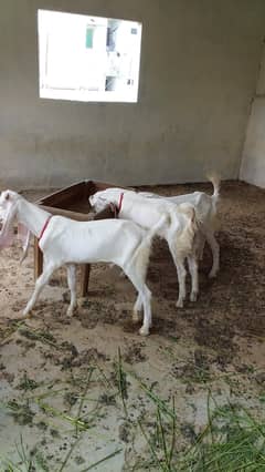 Goats for sale