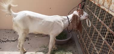 6 month bakri gulabi or maka chini Cross.