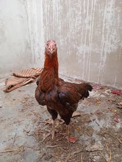 murgi or 1 patha