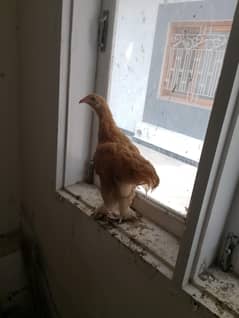golden buff hen