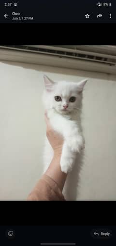 Persian