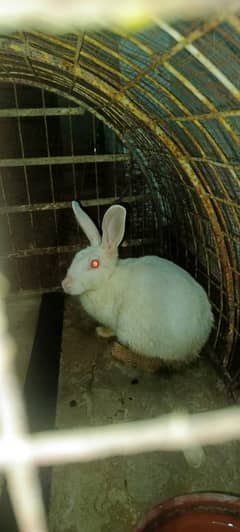 newzealnd white rabbit babies for sale