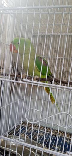 Sami tame male
