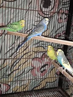 Cage and all birds for sale
