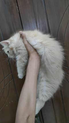 Persian kitten triple coat
