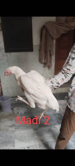 Heera aseel 1 Male + 2 Female [ Age 14 Month]