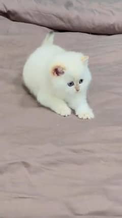 Persian kitten | triple long coated Kittens |  03407399480 WhatsApp