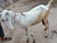 Desi Goat | Bakri |  Goat | 03000023119