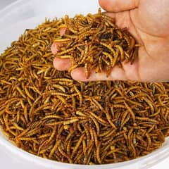 Live Mealworms for Birds & Fishes | Start Your Business with Mealworms