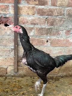 Thai Female for sale