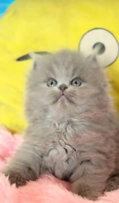 Persian kitten | triple long coated Kittens |  03407399480 WhatsApp