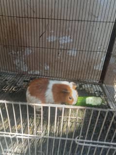guinea pig pair