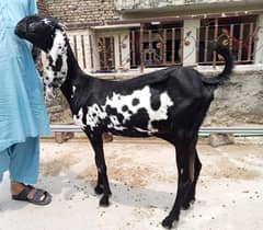 Bakri for sale