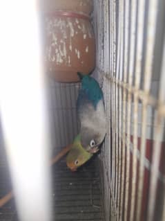 blue fisher and green fisher