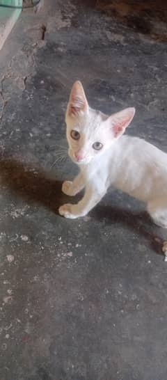 Cats For Sale