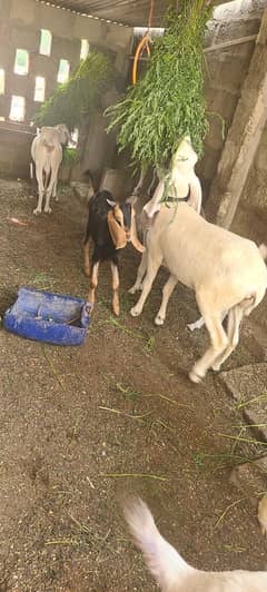 dumbi for sell