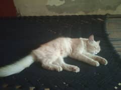 Cat for sale!