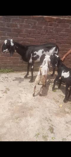 dasi bakri with 2 kids  03234438191