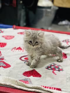 Kitten Persian for sale
