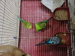 parrot for sale