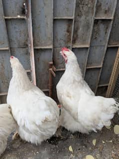 white buff 2 females for sale