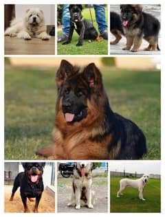 The pets Land provide you the best dogs