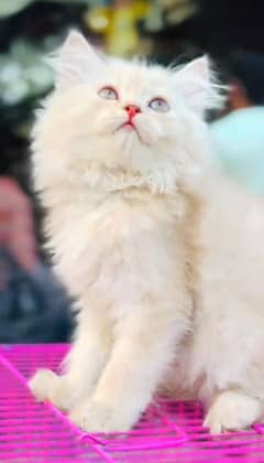 Persian kitten | triple long coated Kittens |  03407399480 WhatsApp