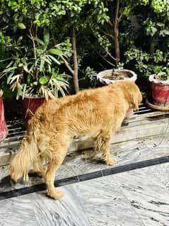 Urgent need to sale male ipmorted retriver