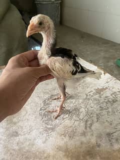 Shamo croos chicks for sale with mother