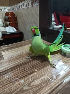 full hand tamed talking parrot