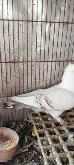 Pigeon
