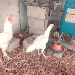 heera eggs
