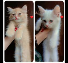 Persian kittens | Double coated | Punch Face | Fluffy kittens