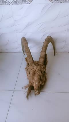 Markhor
