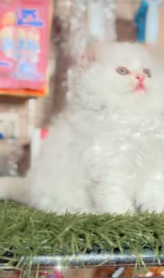 Persian kitten | triple long coated Kittens |  03407399480 WhatsApp