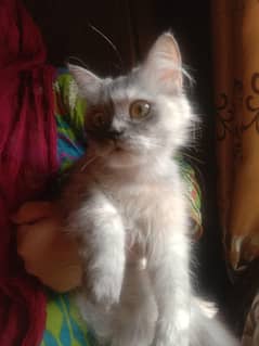 persian cat