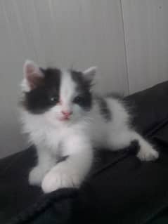 beautiful Persian kitten for sale, trained and playful Persian cat