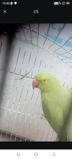 green parrot for sale