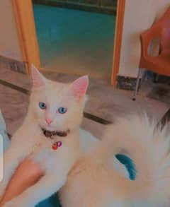 Russian Cat